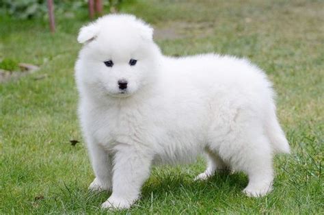 Samoyed Puppies Breed information & Puppies for Sale