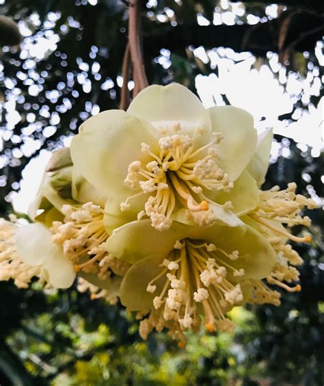 Durian flowers