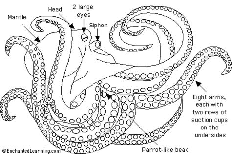 Octopus Labeled Diagram