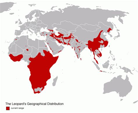 Revealing the Leopard | Leopards are Best at Going the Distance | Nature | PBS