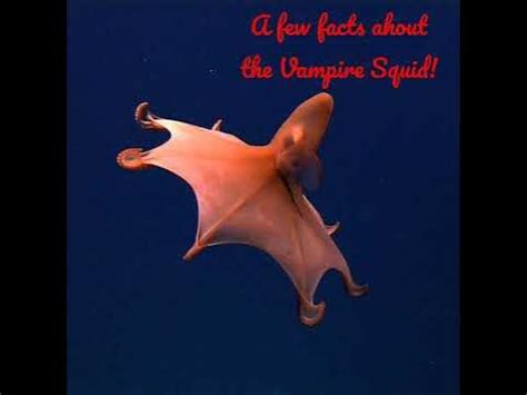 Vampire Squid Facts Part 1 - YouTube