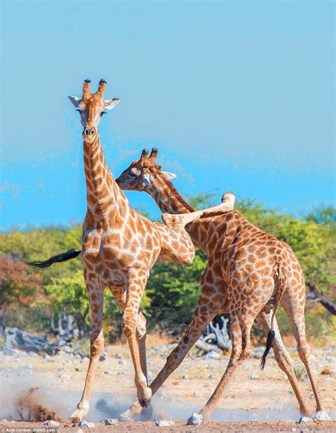 Photos show two giraffes in African Savannah KICK each other's necks ...