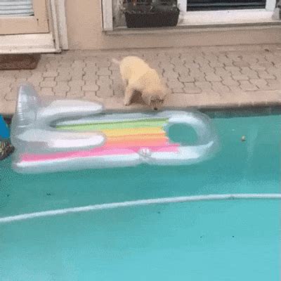 Animated Fails (12 gifs)