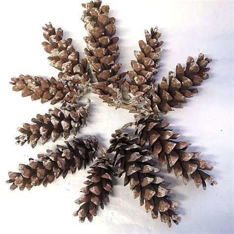 Eastern White Pine Cones Hand Picked Crafts Wedding Decor - Etsy