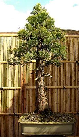 Giant Sequoia - Bonsai Empire