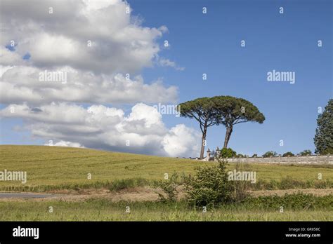 Landscape With Pines At Vinci, Tuscany, Italy Stock Photo - Alamy