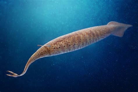 Half-century old “Tully Monster” fossil finally | Earth Archives