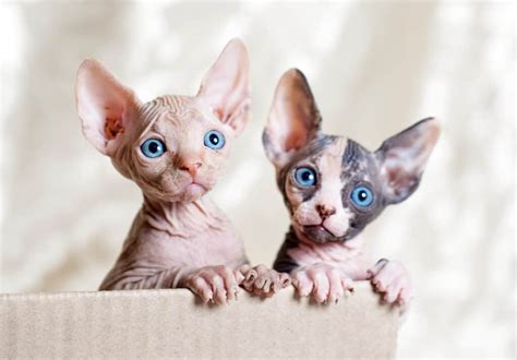 Sphynx Cat Breed Complete Guide - AZ Animals