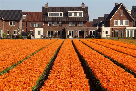 Tulips Fields in the Netherlands (and Visiting Keukenhof)