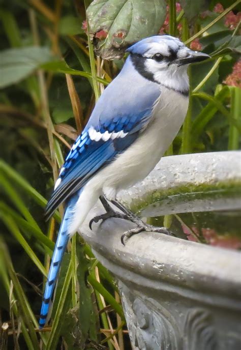 Blue Jay | Bemalte vögel, Schöne vögel, Vögel im garten