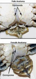 How to Tell If a Crab is Male or Female - Shrimp and Snail Breeder