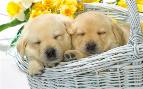 Cute puppies sleeping in a straw basket wallpaper - Animal wallpapers - #50530