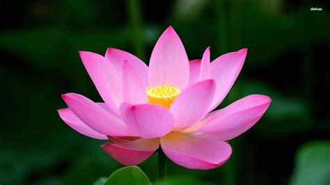 🔥 [50+] Pink Lotus Flower Wallpapers | WallpaperSafari