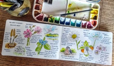 A nature journal story — Nature Journaling Week