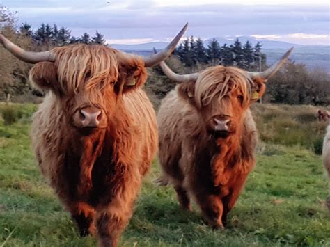 Highland cattle | Black field farm