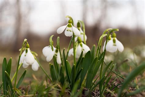 17 Spectacular Snowdrop (Galanthus) Varieties | Horticulture