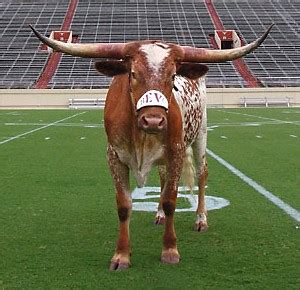 Mascot Monday: Bevo (and Hook ‘Em, et al) | KC College Gameday