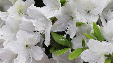 35 Different Types of Flowering Azalea Varieties