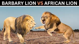 Barbary Lion Vs African Lion Size