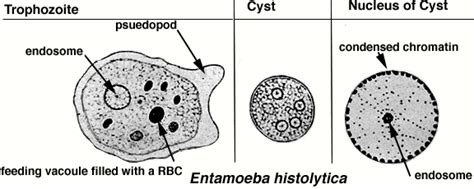 Entamoeba Histolytica Morphology Life Cycle Pathogenesis Lab Diagnosi ...