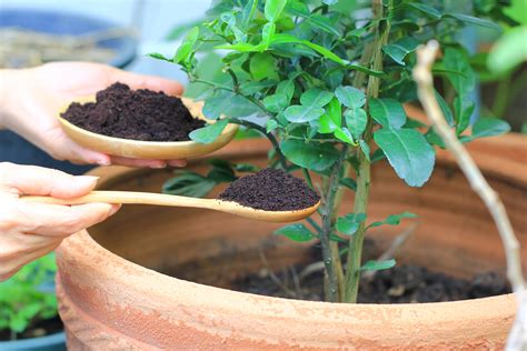 Composting With Coffee Grounds - Use Coffee Grounds In Your Garden