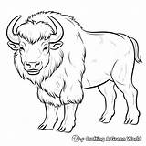 Bison Coloring Pages  Free & Printable sketch template