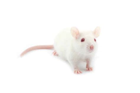 Dreams About White Rats: What Does It Mean?