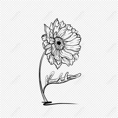 Daisy Line Art Images, HD Pictures For Free Vectors Download - Lovepik.com