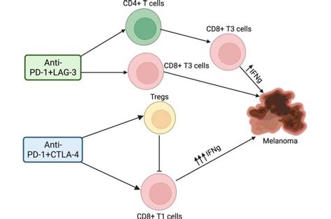 Study: Key mechanisms of action differences in immune checkpoint inhibitor combination therapies ...