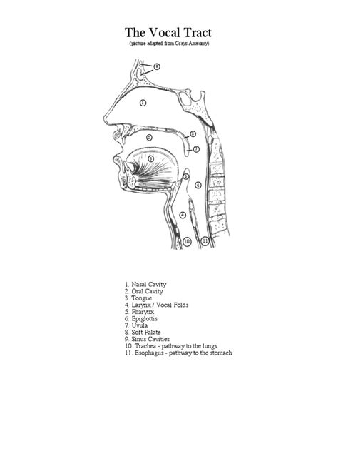 Vocal Tract Diagram | PDF