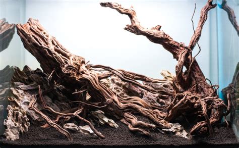 Aquarium Driftwood: Best Types & How to Use Them in Your Tank