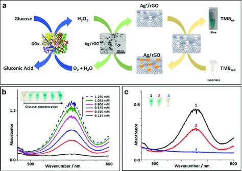 12 a The principle of operation of the glucose biosensor based on... | Download Scientific Diagram