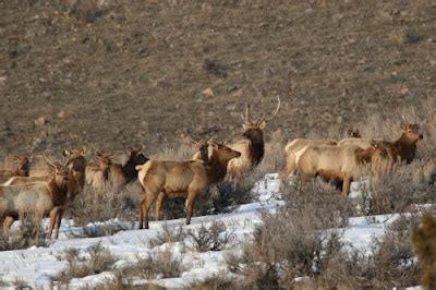 Backcountry Utah's Outdoor Adventure Journal: Spike Bull Elk Permits ...