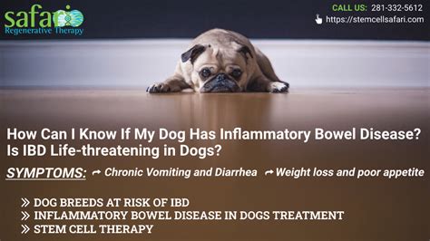 What Is The Treatment For Ibd In Dogs