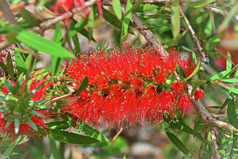 Bottlebrush Flower Photograph by Lisa Wooten - Fine Art America