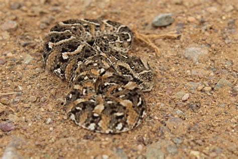 A baby Bitis arietans (puff adder). Dont let it's size fool you, the ...