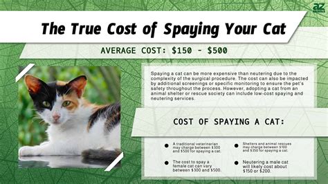 How Much Does It Cost to Spay a Cat? (True Cost in 2024) - A-Z Animals