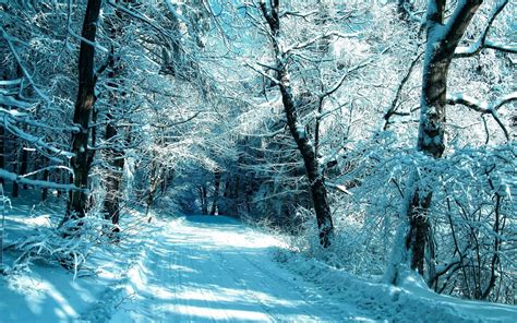 Download Forest Snow Road Nature Winter HD Wallpaper