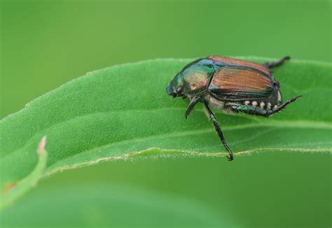 Two Ingredient Japanese Beetle Spray — Pass Health Foods