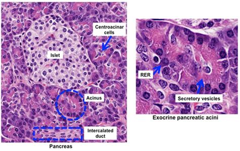 Acinar Cells And Islets Of Langerhans