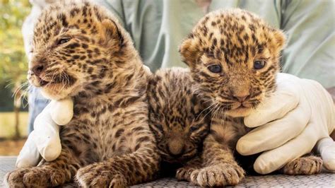 10 leopard cubs reunited with mothers in last 2 months in Pune - Hindustan Times