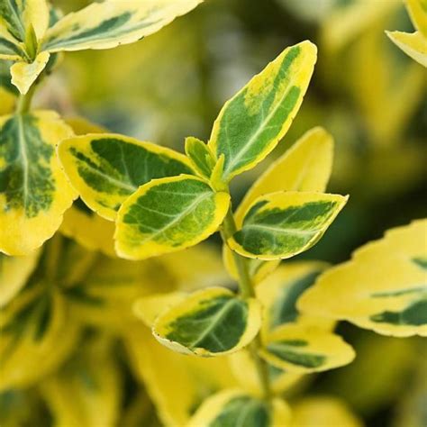 Euonymus Emerald n Gold hedge - Hedges Direct UK | Evergreen hedging plants, Hedging plants, Low ...