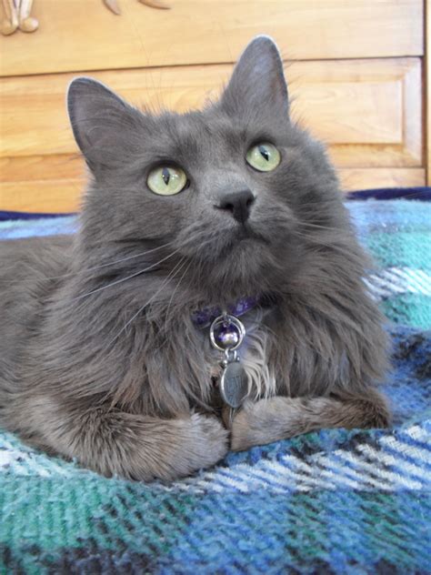 Russian Blue Cats Long Hair Isabeau, the Nebelung cat, looks pensively off into the distance ...