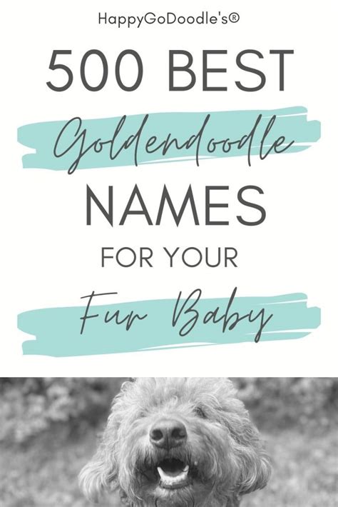 Best Goldendoodle Names: 500+ Doodle Names You'll Love - Happy-Go-Doodle®