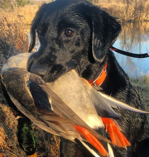 The Benefits and Necessity of Duck Hunting Dogs - powerhousemediaservice