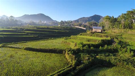 Aerial Stock Drone Footage of Rice Paddy Fields 2