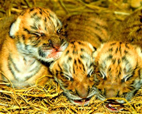 South China Tiger Cubs