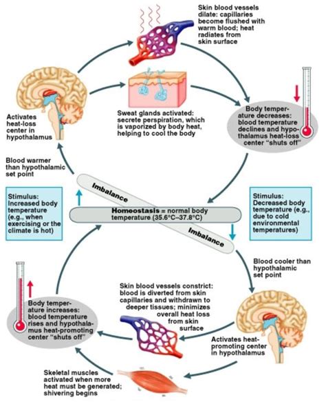 HUMAN BIOLOGY / THERMOREGULATION | Normal body temperature, Sweat gland, Endocrine system