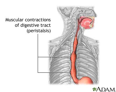 Peristalsis | UF Health, University of Florida Health