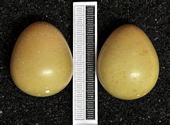 Category:Phasianidae eggs - Wikimedia Commons